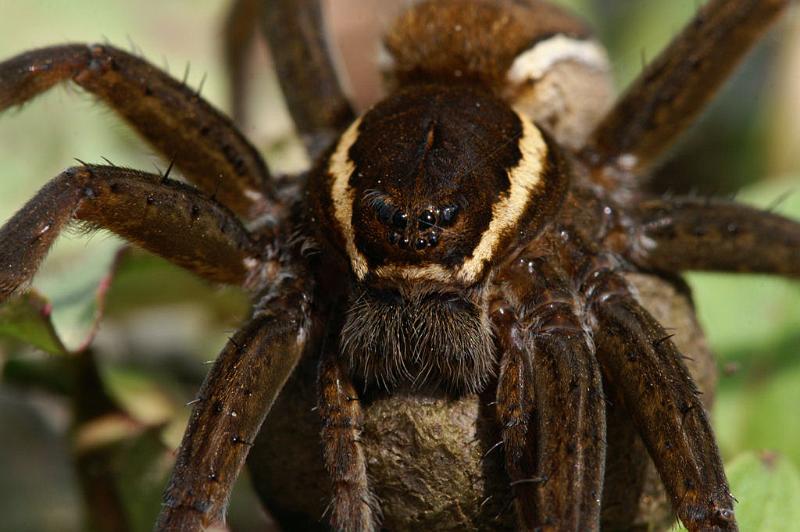 Dolomedes_fimbriatus_D5094_Z_91_Canal du Nivernais_Frankrijk.jpg